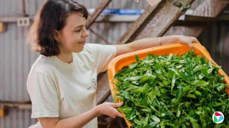 茶叶供应商萝伦·普维斯 (Lauren Purvis) 正在搬运一箱碾茶茶叶。