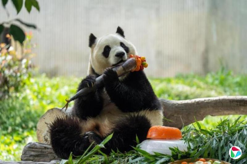 下午察:熊猫也受饭圈文化侵扰