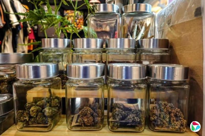 黑市价高50倍 摩洛哥大麻转型路难行