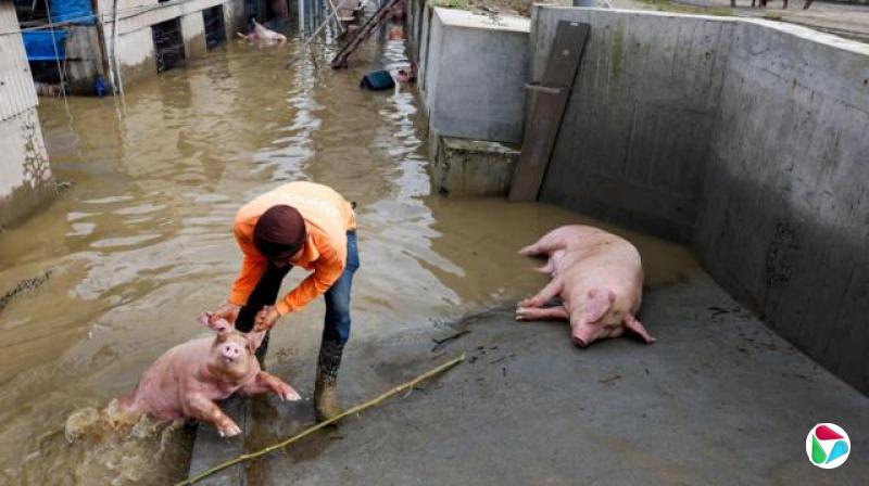 台湾南部暴雨成灾,图为7月29日嘉义一名猪农把淹浸水中的猪只移走。