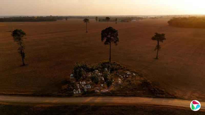 美国大豆关键季节错失中国市场