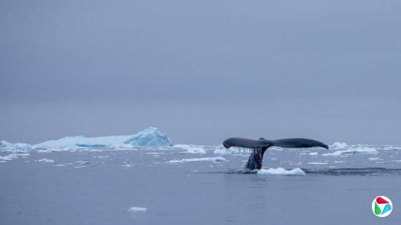 座头鲸的尾鳍滴着水,当牠潜入南极半岛冰冷的海域时。海面平静,散布着浮冰