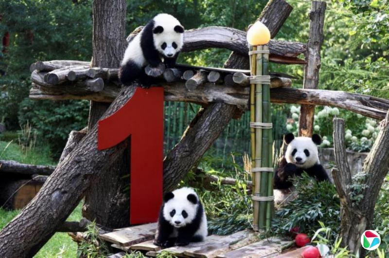 ڵ³ĵڶԴè˫̥ӭһ