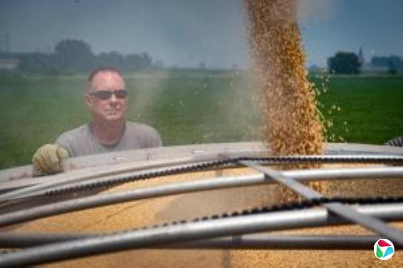 谢锋:农业不应被政治化绑架 农民不应为贸易战埋单