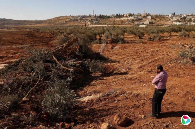 以军推土机拔除西岸数百棵橄榄树 引发迫迁疑虑