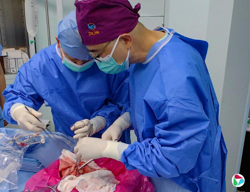 何建行(右)和他在中国广州医科大学的同事将一只经过基因编辑的猪的左肺移植到了一名39岁的脑死亡人类受体身上。