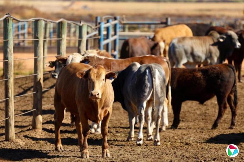 南非拟扩大国内疫苗生产以遏制口蹄疫蔓延