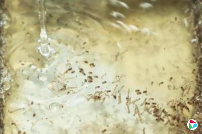 广东近一周增178例基孔肯雅热本土病例