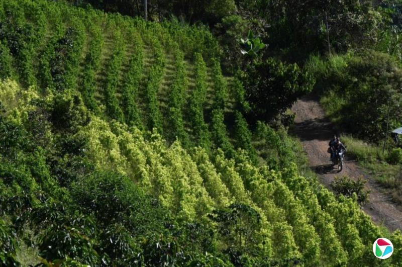 美国取消哥伦比亚作为禁毒盟友