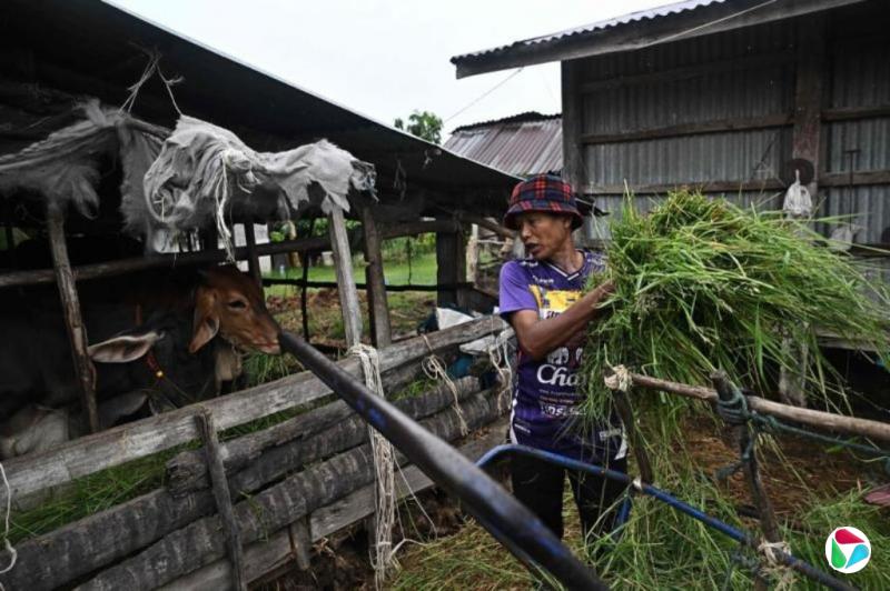 泰国贫困人口增至343万人