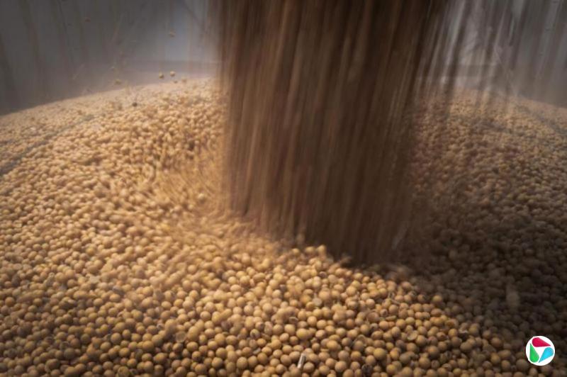 中国8月进口巴西大豆同比增2.4%