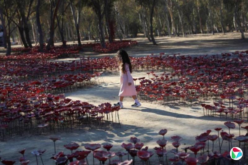 君不见:罂粟花下的记忆