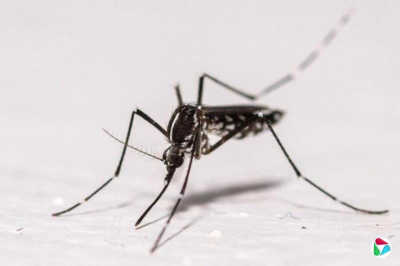 杨丹旭:从冠病到灭蚊