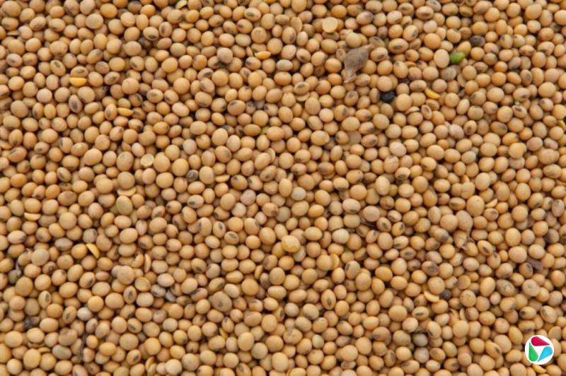 中国据报再买四船美国大豆