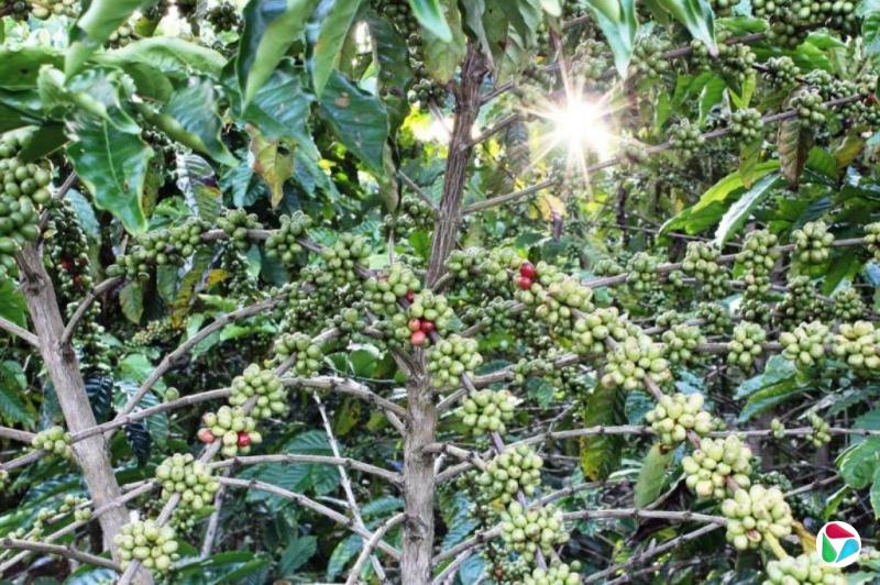 老挝大力推广咖啡种植 望提升农村民生水平