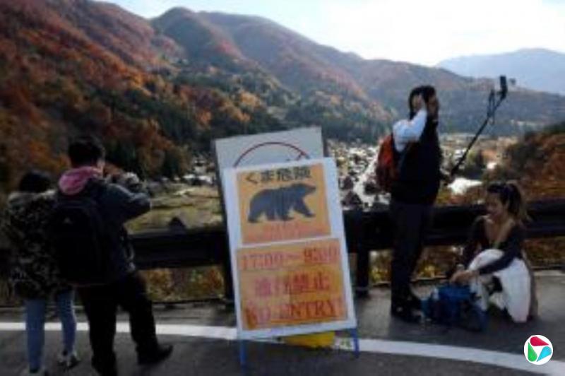 日本岐阜县尝试以无人机加猎犬烟花声赶熊