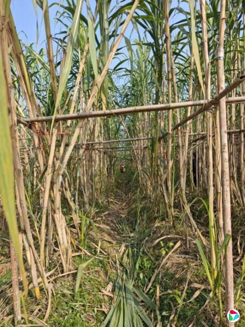 下午察:花钱“偷”甘蔗火了为哪般?