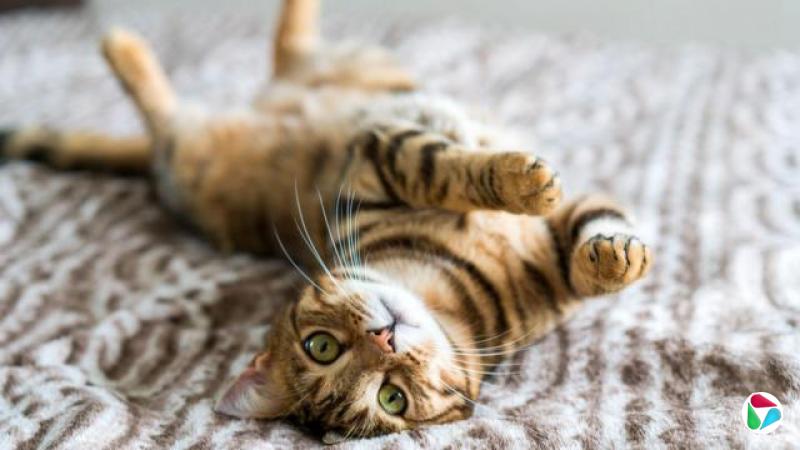 一只年幼的虎斑猫仰躺在地毯上,抬头望着,碧绿的大眼睛闪烁着光芒。