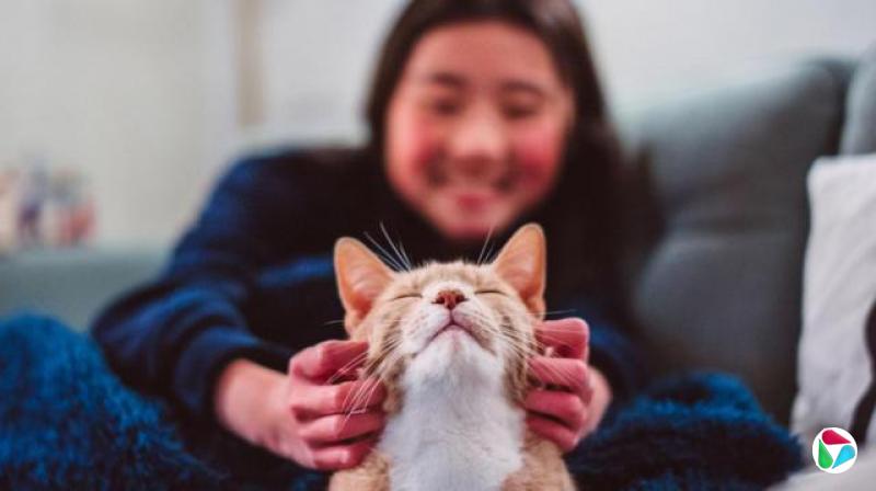 一只橘色猫,鼻子与喉咙呈白色,在主人抚摸下闭上眼睛,躺在浅灰色沙发上。