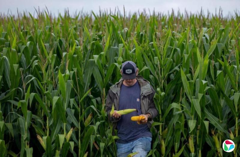 特朗普为农民提供120亿美元救助 被批权宜之计